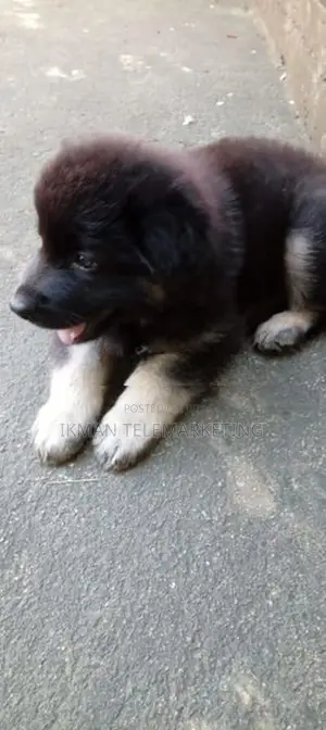 German Shepherd Long Coat Puppy