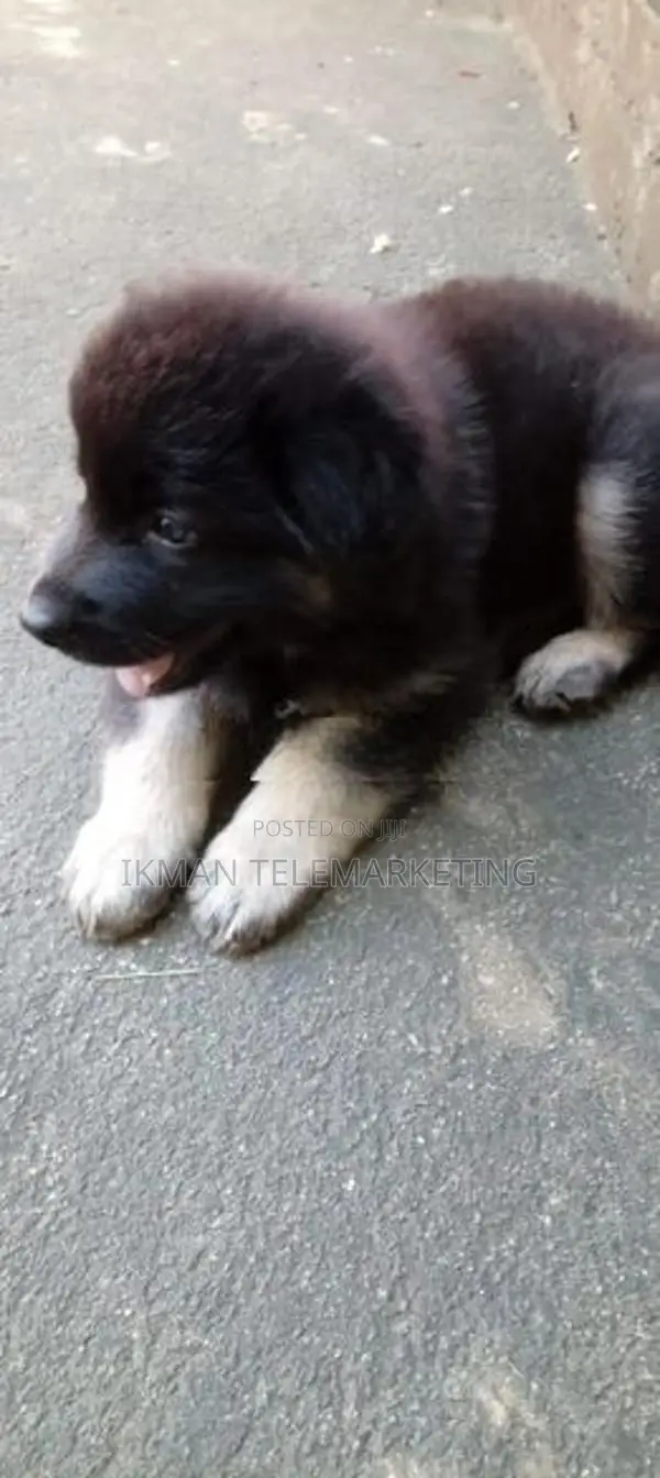 German Shepherd Long Coat Puppy