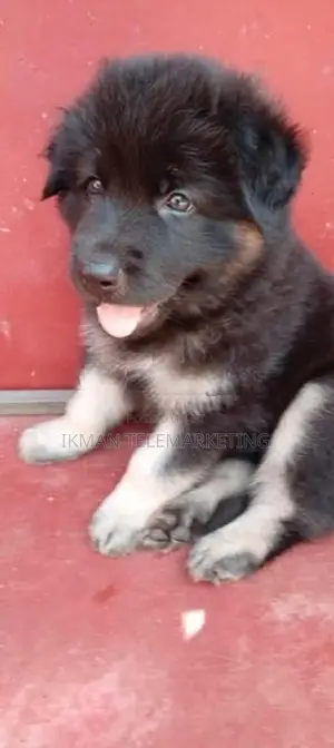 German Shepherd Long Coat Puppy