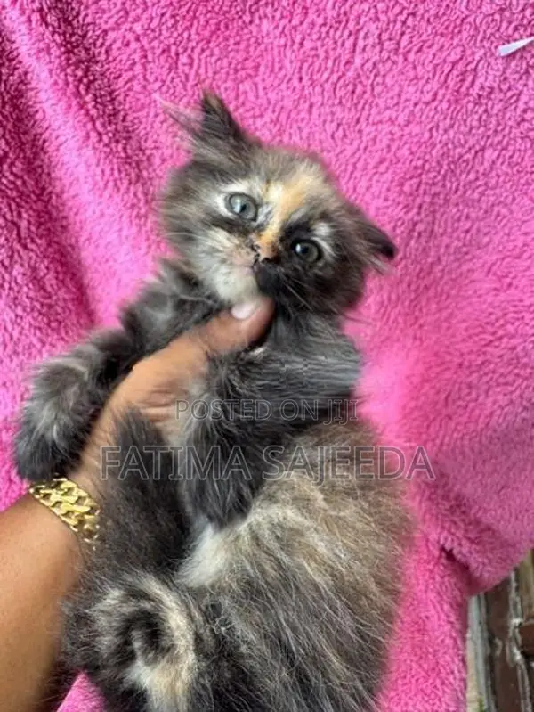 Persian Cat
