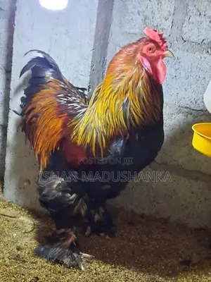 Brahma Joduwa