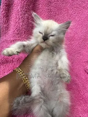 Persian Cat