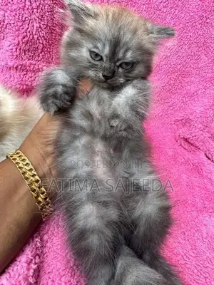 Persian Cat