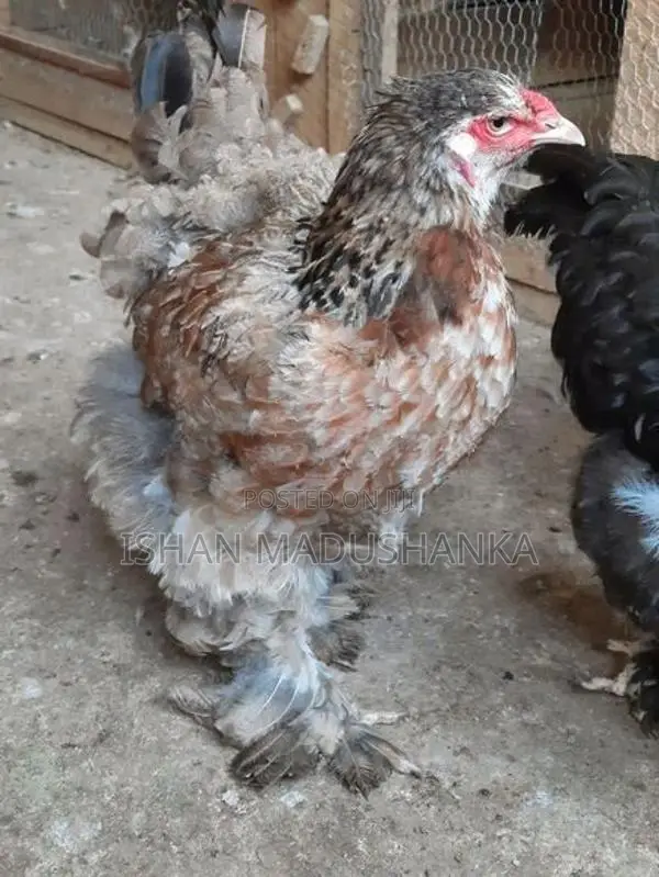 Brahma Joduwa