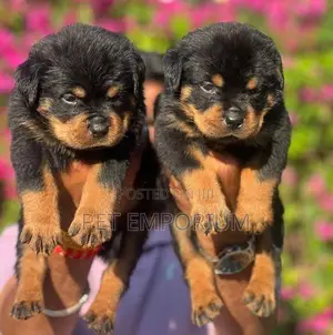 Rottweiler Puppies