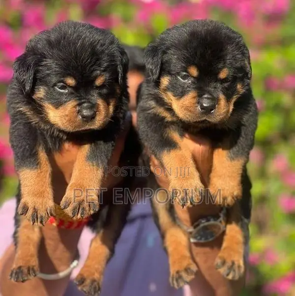Rottweiler Puppies