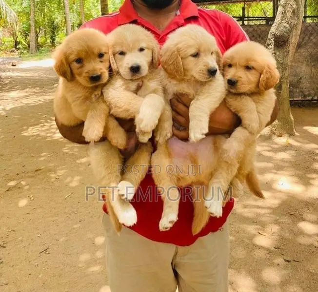 Golden Retriever Puppies