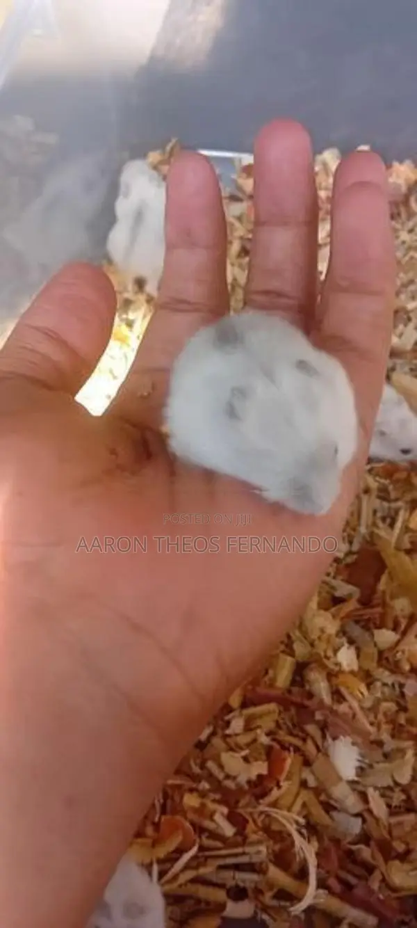 hamster