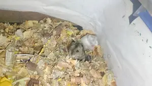 hamster