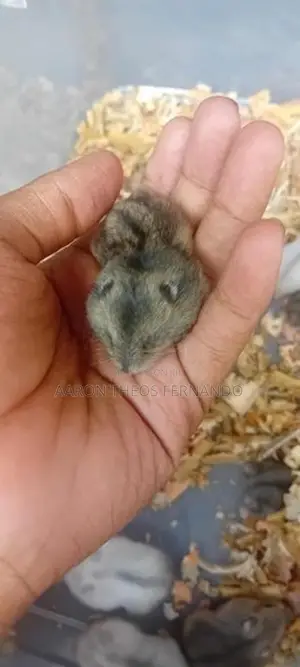 hamster