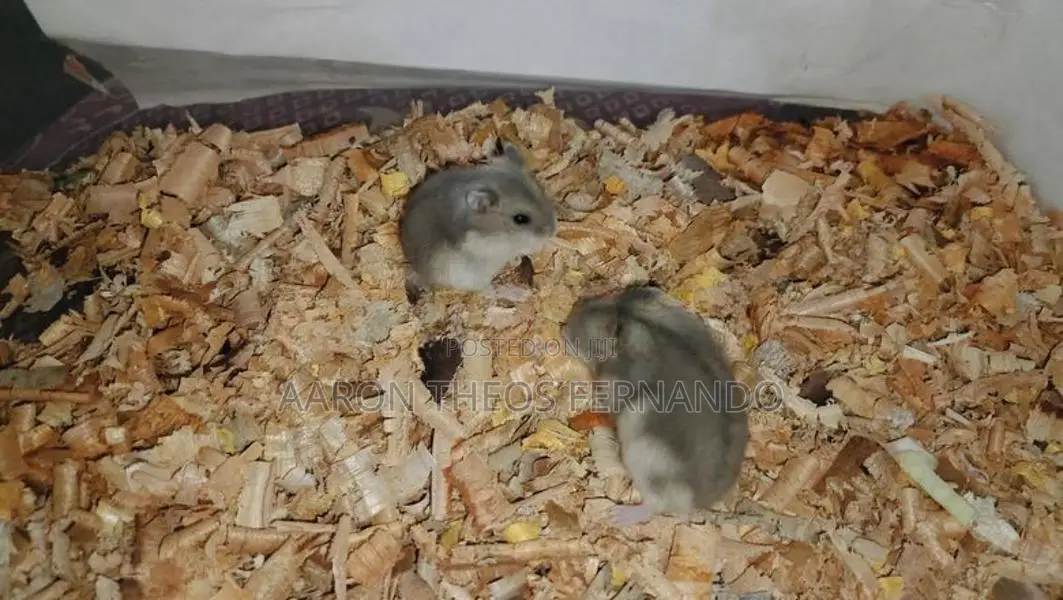 hamster