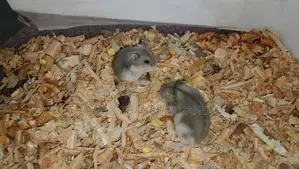 hamster