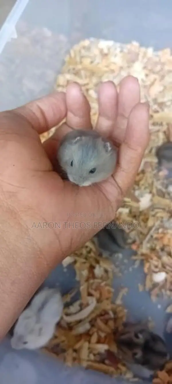 hamster