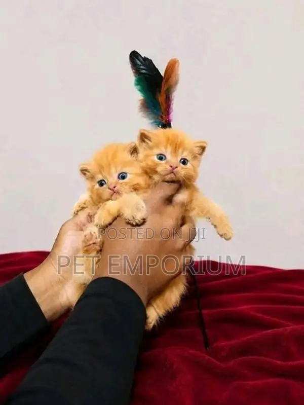 parsian cat