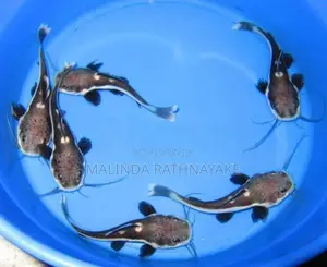 Red tail Cat Fish