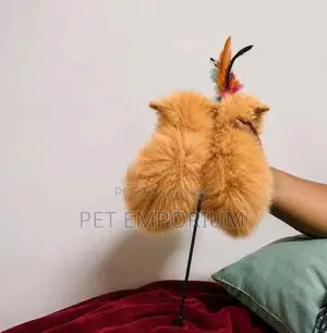 parsian cat