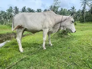 Cow Cattle In Kuliyapitiya