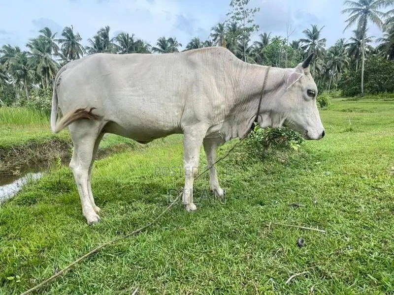Cow Cattle In Kuliyapitiya