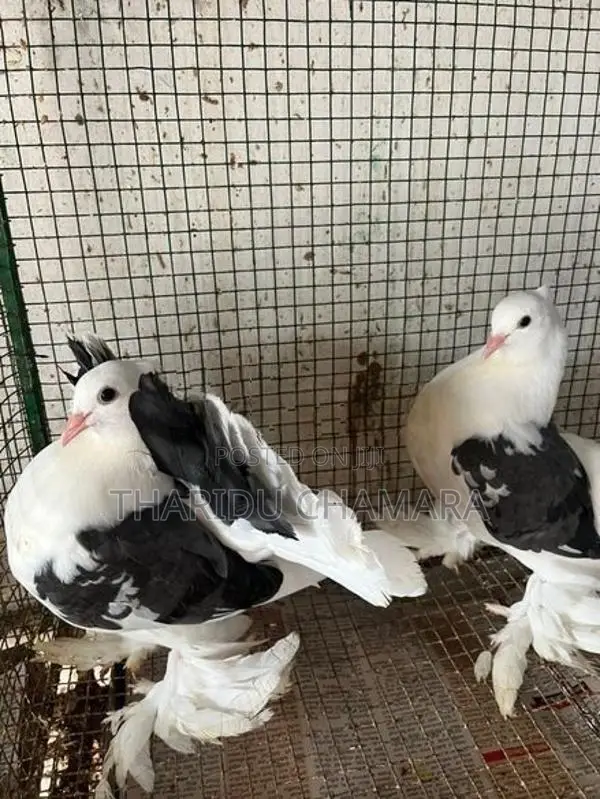Fantail Pigeons
