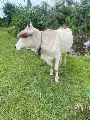 Cow Cattle In Kuliyapitiya