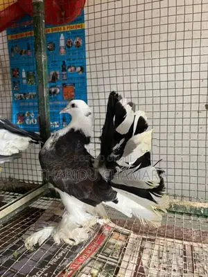 Fantail Pigeons