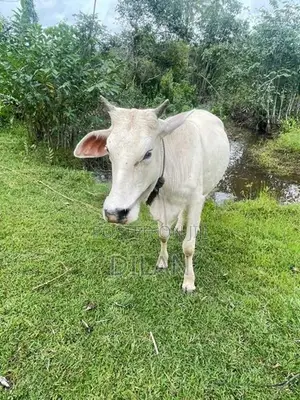 Cow Cattle In Kuliyapitiya