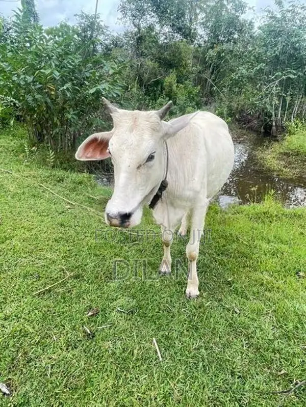 Cow Cattle In Kuliyapitiya