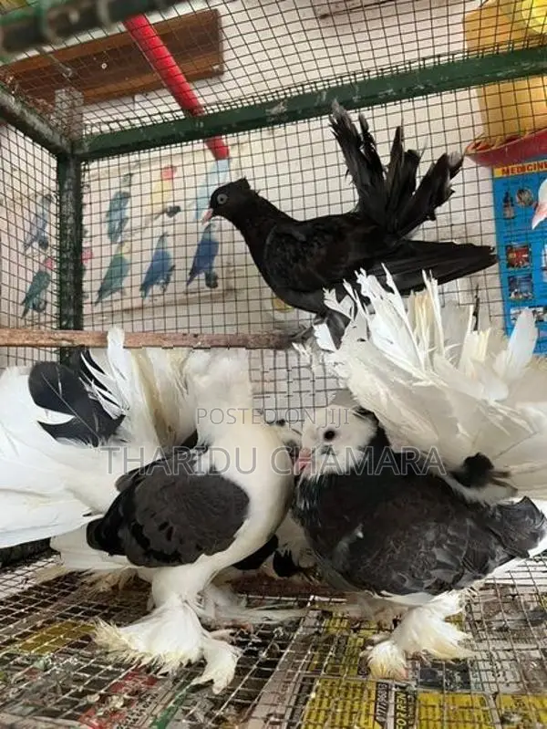 Fantail Pigeons