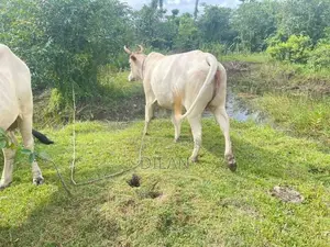 Cow Cattle In Kuliyapitiya