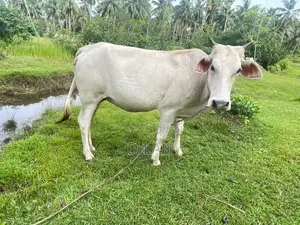 Cow Cattle In Kuliyapitiya