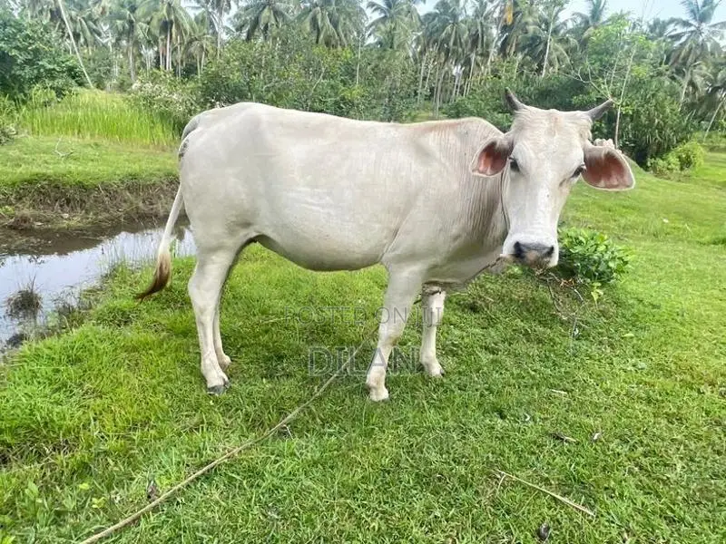 Cow Cattle In Kuliyapitiya