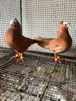 Pigeons