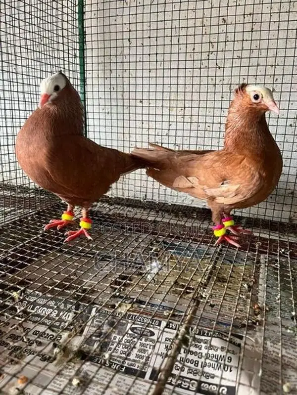 Pigeons