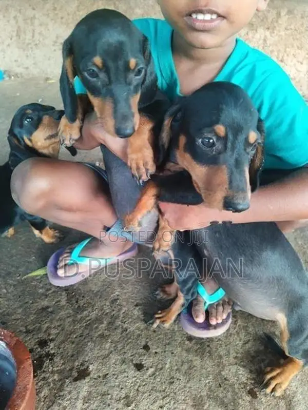 Dachshund Dogs