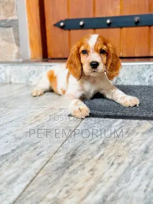 Cocker Spaniel