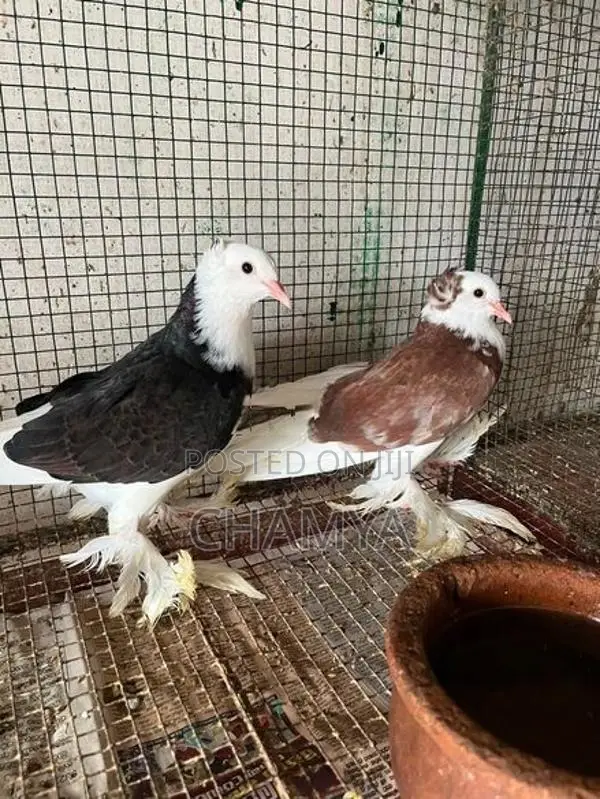 Pigeons