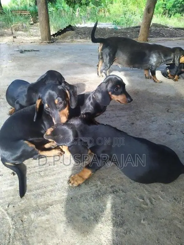 Dachshund Dogs