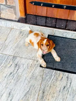 Cocker Spaniel