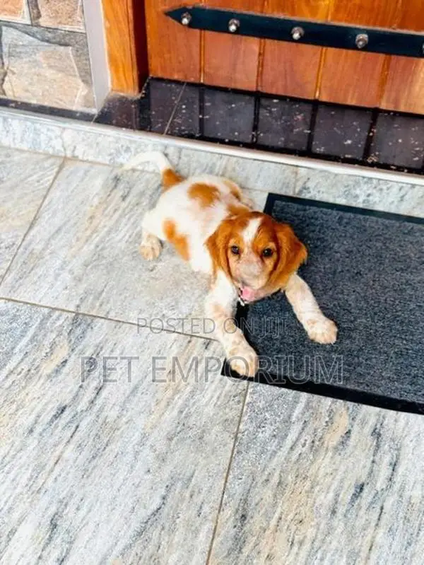 Cocker Spaniel