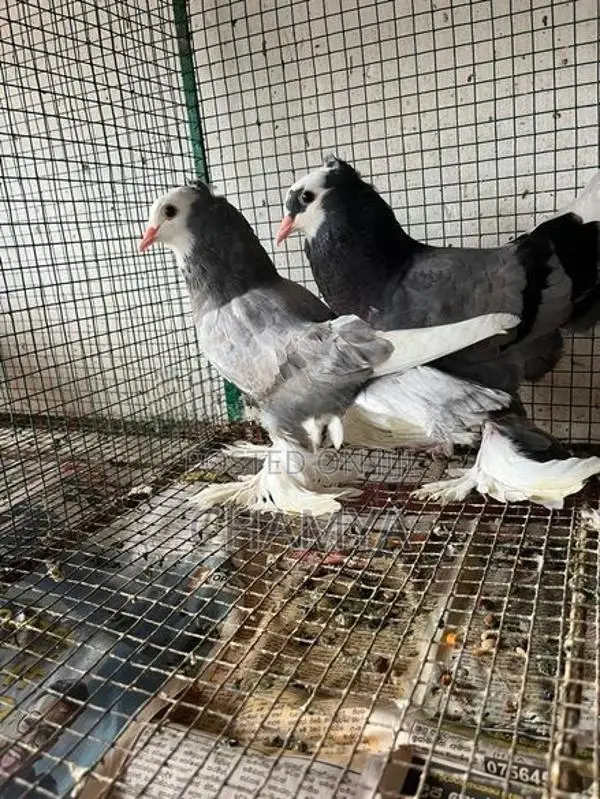 Pigeons
