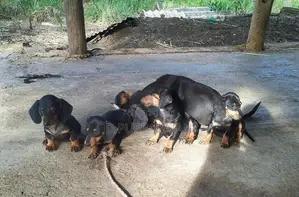 Dachshund Dogs