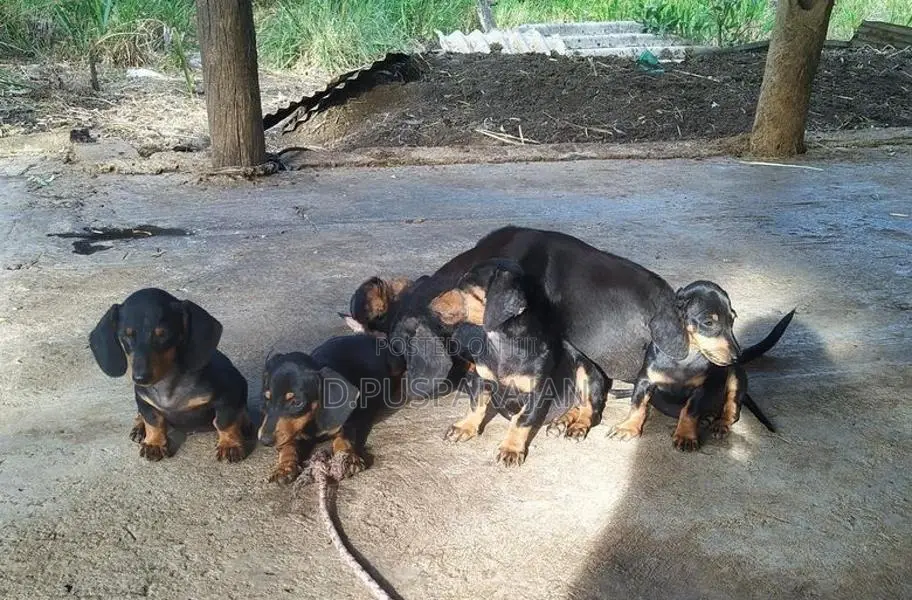 Dachshund Dogs