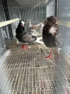Pigeons