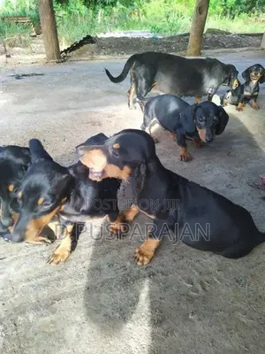 Dachshund Dogs