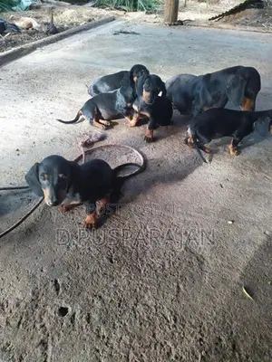 Dachshund Dogs