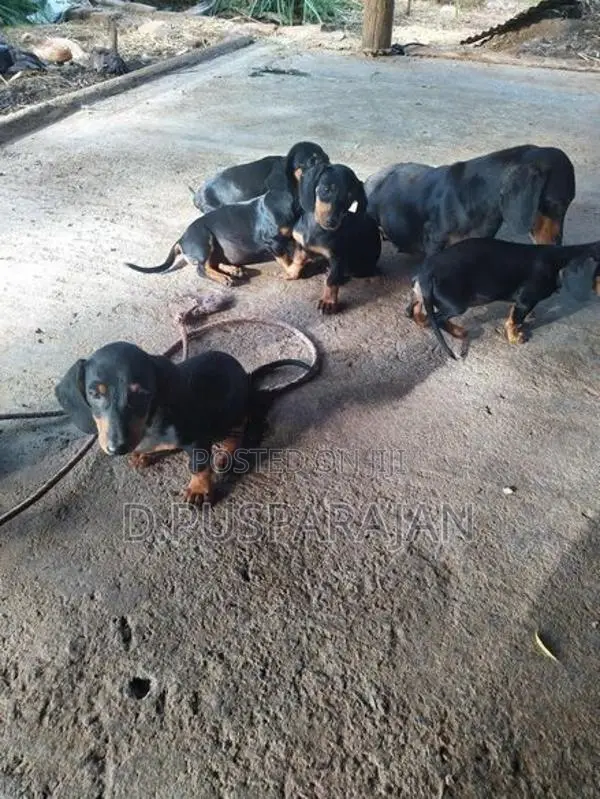 Dachshund Dogs