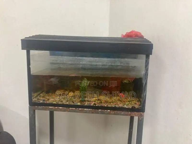 Fish Tank