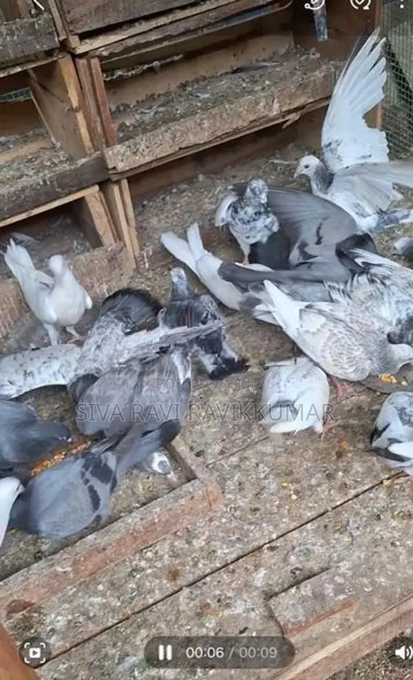 Pigeons