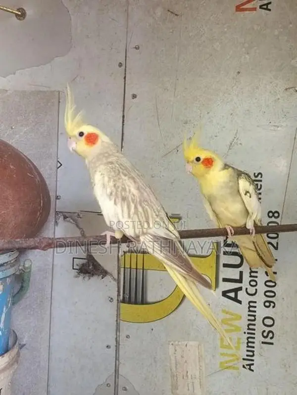 Cocktail Birds