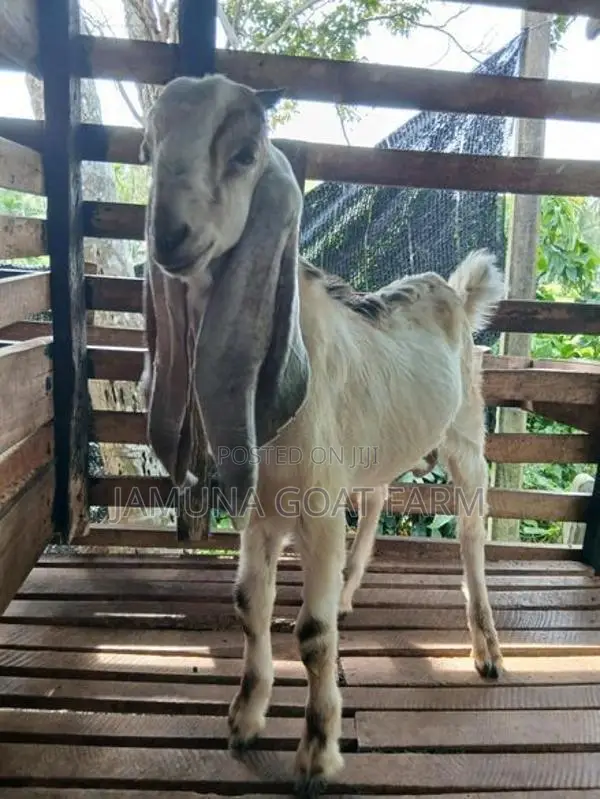Jamunapari Goats